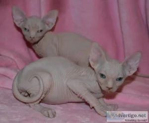 Sphynx kittens available