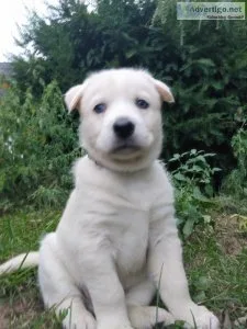 Siberian husky puppy