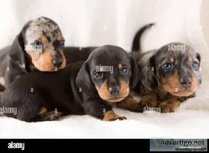 Miniature Dachshund Smooth Coat Puppies