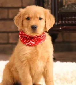 Kai Golden Retriever puppies