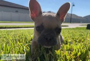 2.5 Month Old Femal French Bulldog