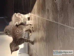 Beautiful kittens free to good home