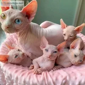 Beautiful Sphynx kittens for sale