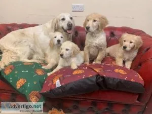 Amazing Golden Retriever Puppies Available