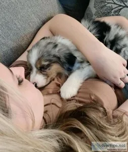 Cute Australian Shepherds Puppies for Sale
