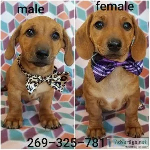 Dachshund mix puppies