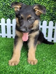 lovable German Shepherd puppies