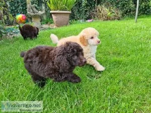 Standard Poodle Puppies Ready To Go