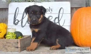 cuddly Rottweiler puppy is Bruno