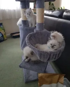 Ragdoll kittens for sale