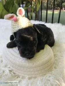YorkiePoos