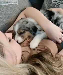 Cute Australian Shepherds Puppies for Sale