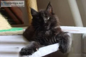 Home trained male and female maine coonl kittens available