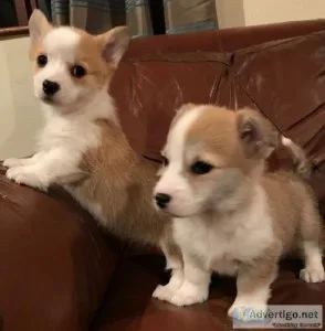 Pembroke Welsh Corgi Puppies available
