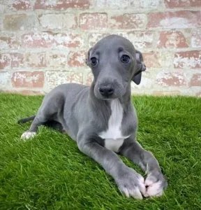 Stunning Italian Greyhound puppies ready