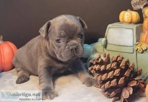 AKC registered French Bulldog pups TEXT (218) 307-0216
