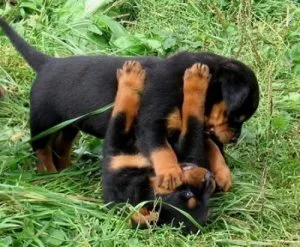 02 ROTTWEILER  PUPPIES FOR YOU NOW