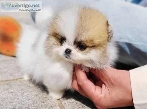 affectionate Pomeranian puppies TEXT (218) 307-0216