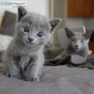 Russian blue kittens