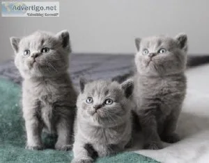 British shorthair kittens for sale