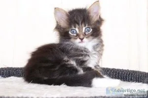 Charming christmas maine coon kitten for your kids in christmas