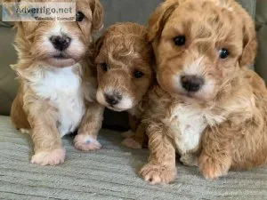 Quality super splendid Maltipoo puppies