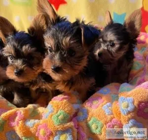 Home-raised Purebred Yorkie Pups. TEXT (715) 903-6434