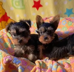 Affectionate Mini Yorkie Puppies... TEXT (715) 903-6434