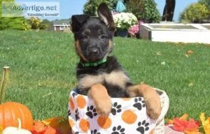 playful German Shepherd puppy
