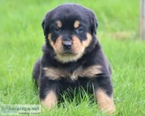 76015 ROTTWEILER PUPPIES FOR YOU NOW