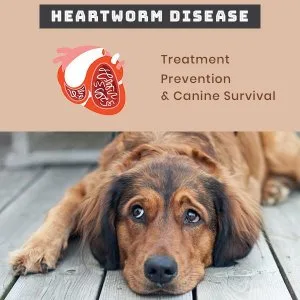 Can a Dog Survive after a Heartworm Infection