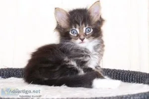 Ica registered maine coon kittens available
