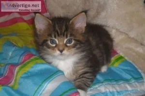 Outstanding maine coon kitten for sale
