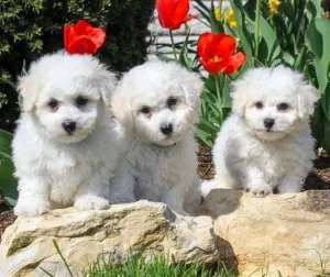 Spring Bichon Frise available