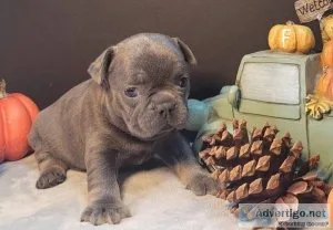 Little French Bulldog puppies TEXT (218) 307-0216