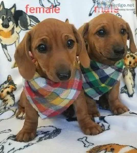 Dachshund-Jack Russell puppies