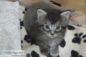 Maine coon kittens new years addition to your family