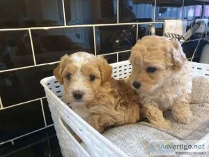 Beautiful Maltipoos Puppies