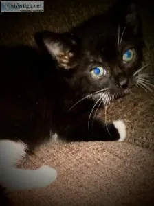 Kitten
