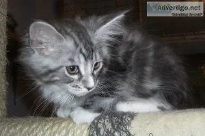 Maine coon kittens for sale