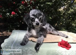 Mini Poodles
