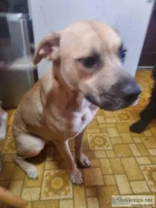Looking to rehome Nala