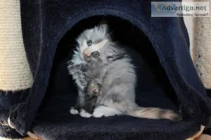 Male and female maine coon kittens