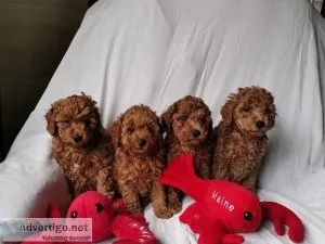 Red and Apricot toy poodle pups