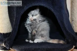 Beautiful pure-breed maine coon kittens (male and female)
