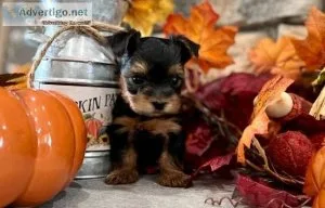 Beautiful Yorkie puppies TEXT (218) 307-0216