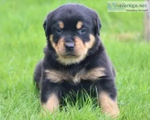 %8000 ROTTWEILER PUPPIES FOR YOU NOW