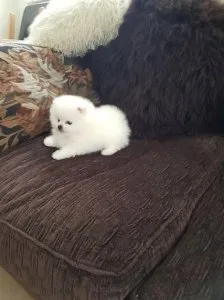 Ice White Pomeranian Puppies For Sale