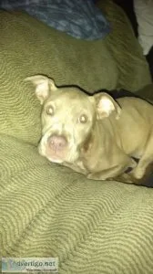 FAWNA PIT BULL
