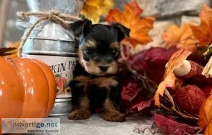 Charming Yorkie Puppies TEXT (218) 307-0216